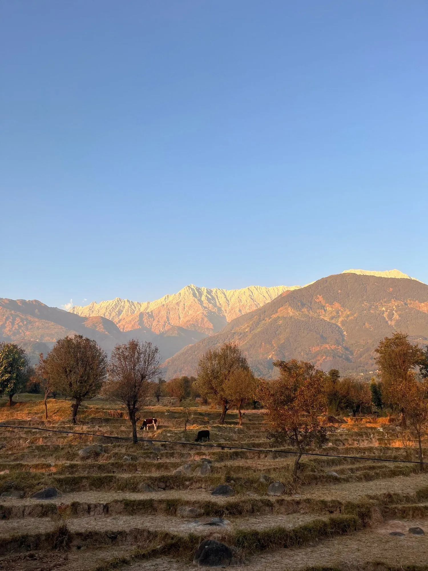 Terraced fields below a mountain ridge in the late afternoon